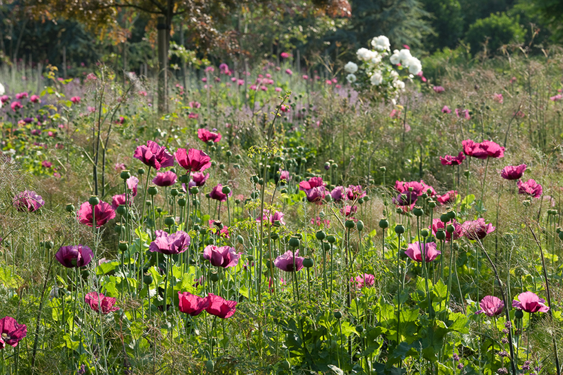 Paars/roze bloemen in een veld